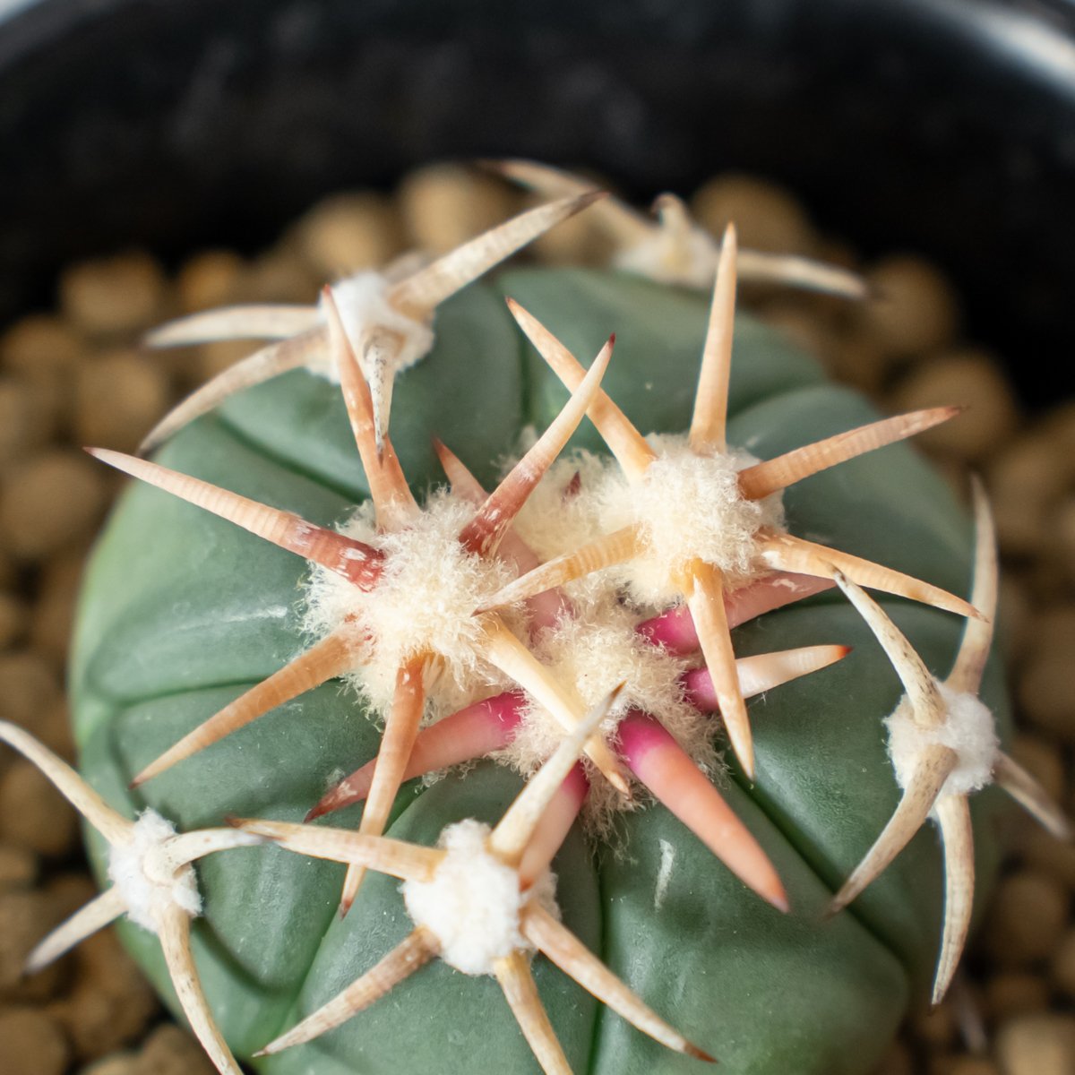 エキノカクタス 白刺翠平丸 実生 美株 Echinocactus horizonthaloni