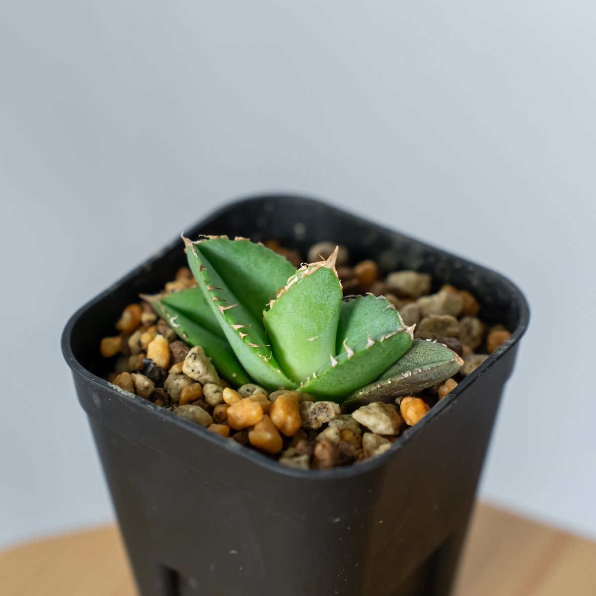 アガベ チタノタ 氷雹【発根管理中】TC株 Agave titanota HYO ブツブツ