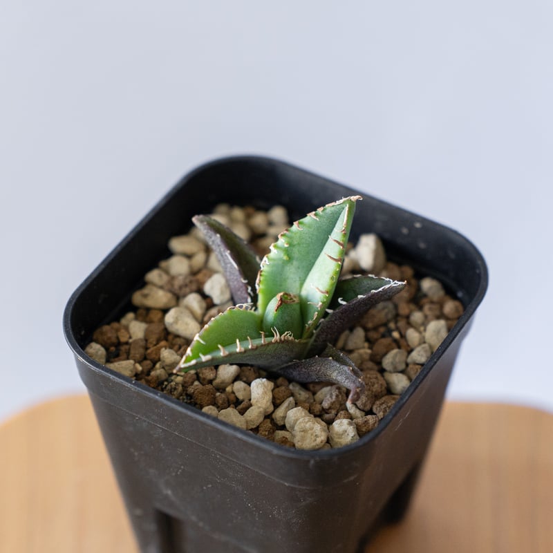 アガベ チタノタ 清櫻【発根管理中】 TC Agave titanota Seiou 多肉植物
