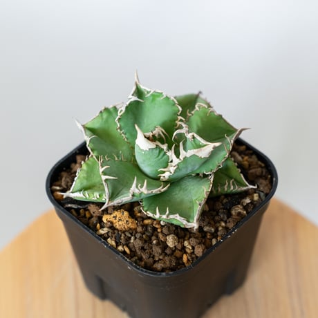 初売り】64 超選抜 太棘 子株付き コンパクト アガベ 白豪刺TC 匿名