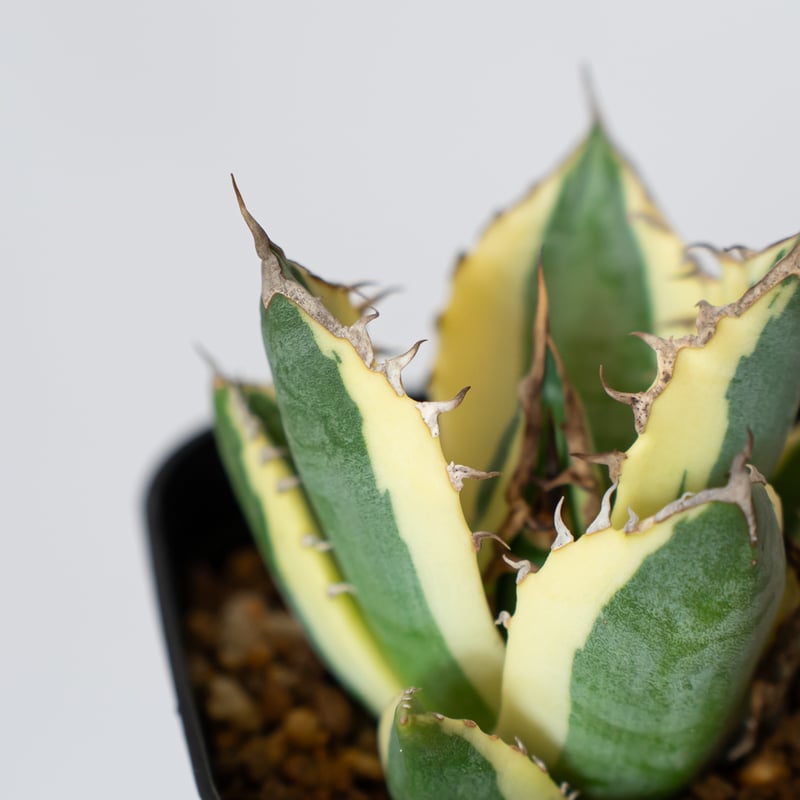 アガベ チタノタ スナグルトゥース OC株 美株 Agave titanota Snaggle