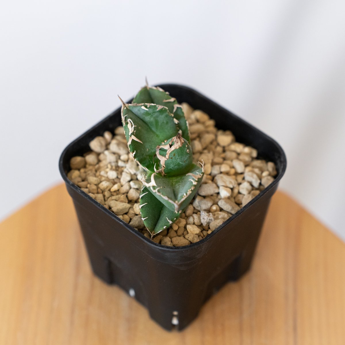 アガベ チタノタ 氷雹【発根管理中】TC株 Agave titanota HYO ブツブツ