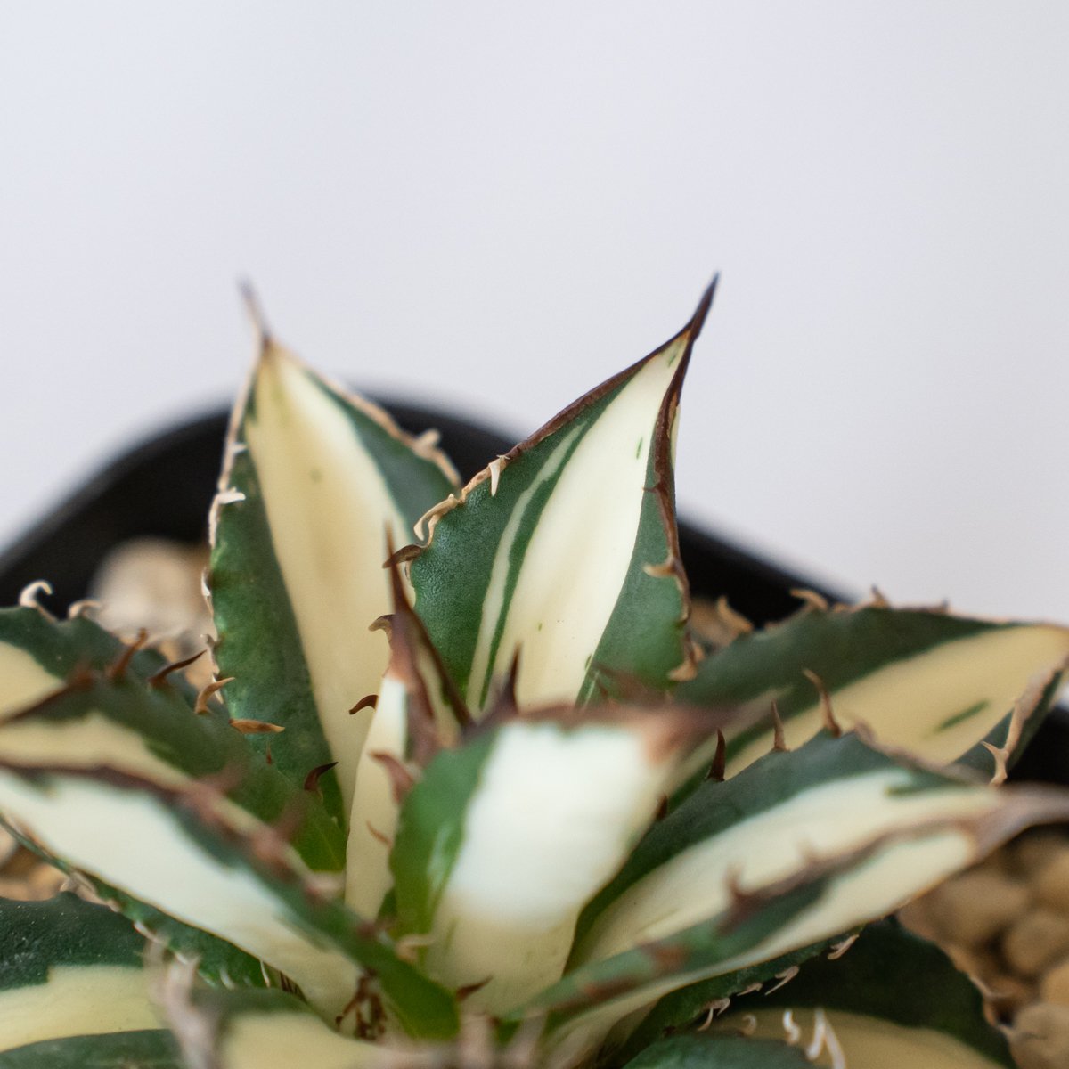 アガベ チタノタ 太陽神 白中斑 極上株 美株【発根管理中】TC株 Agave