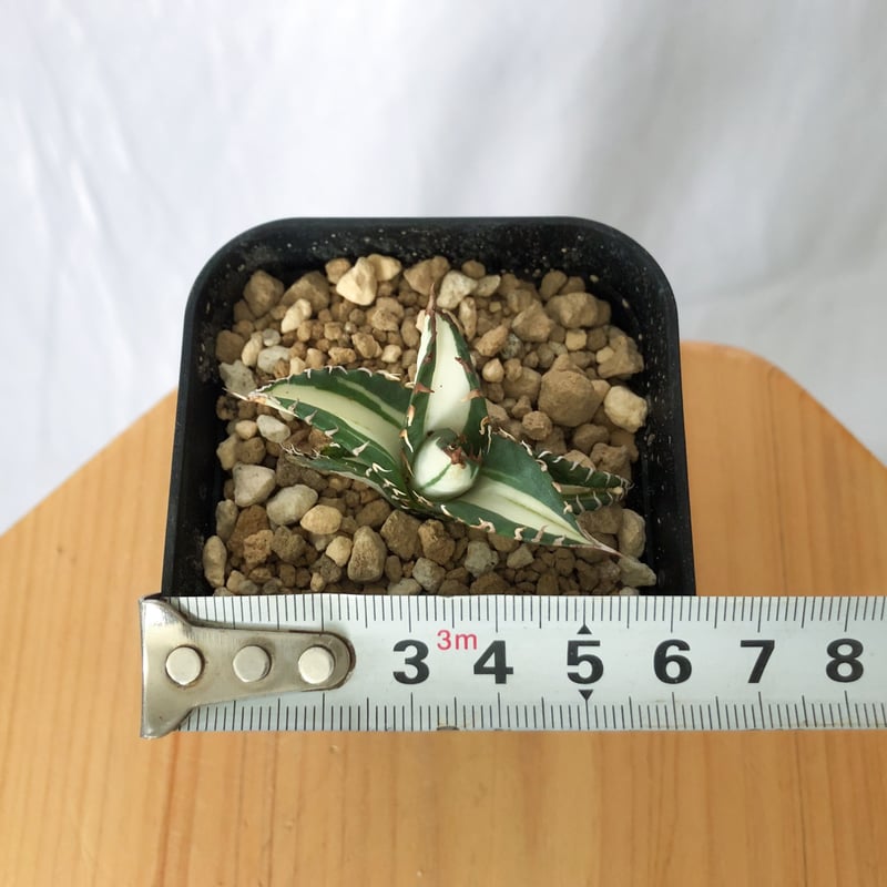 アガベ チタノタ 太陽神 白中斑【発根管理中】TC株 Agave titanota Sun