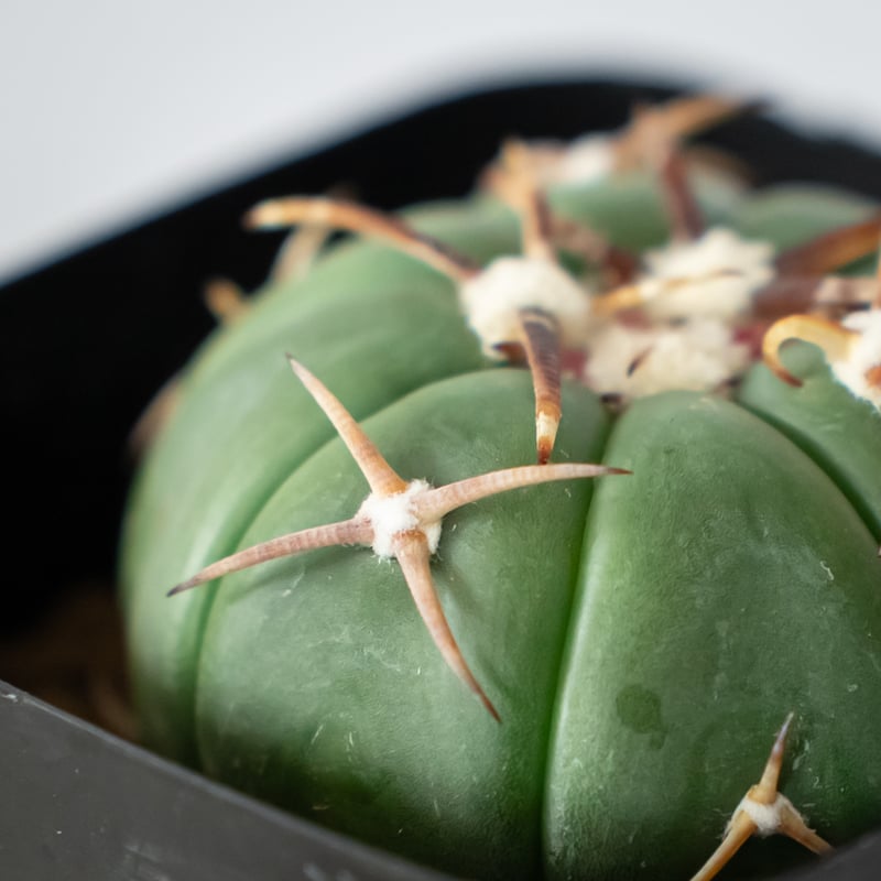 エキノカクタス 翠平丸 実生 美株 Echinocactus horizonthalonius