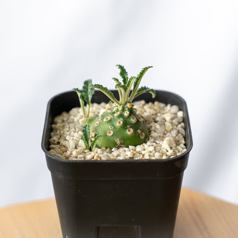 ドルステニア ラブラニー Dorstenia Dorstenia lavrani 塊根植物 多