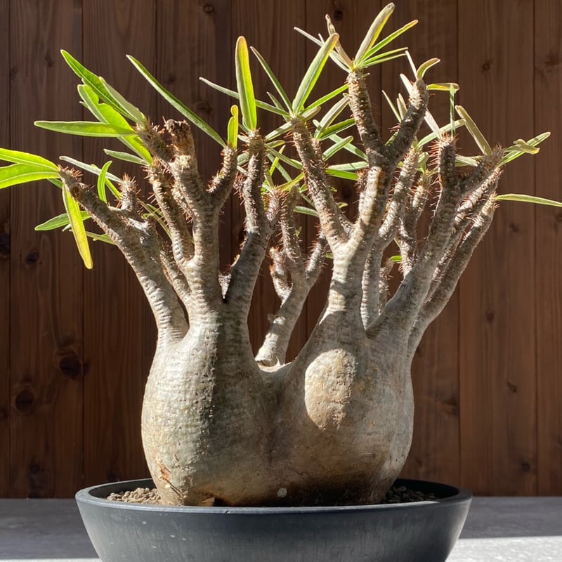 パキポディウム グラキリス No.213 | misomaru_base