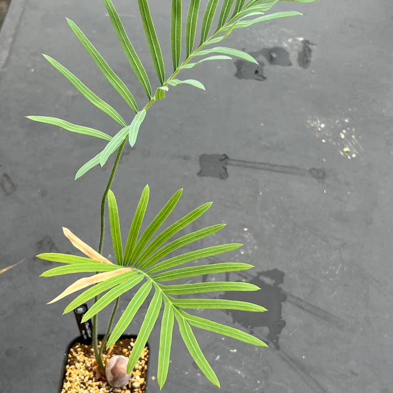 サイカス タイシルバー（Cycas sp Thai Silver）② | MINO GREEN