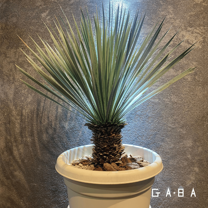 ユッカ・ロストラータ | GABA