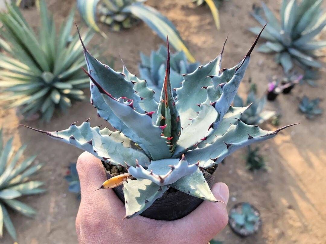 子株 アガベ ハイブリッド キシロナカンサ × コロラータ agave