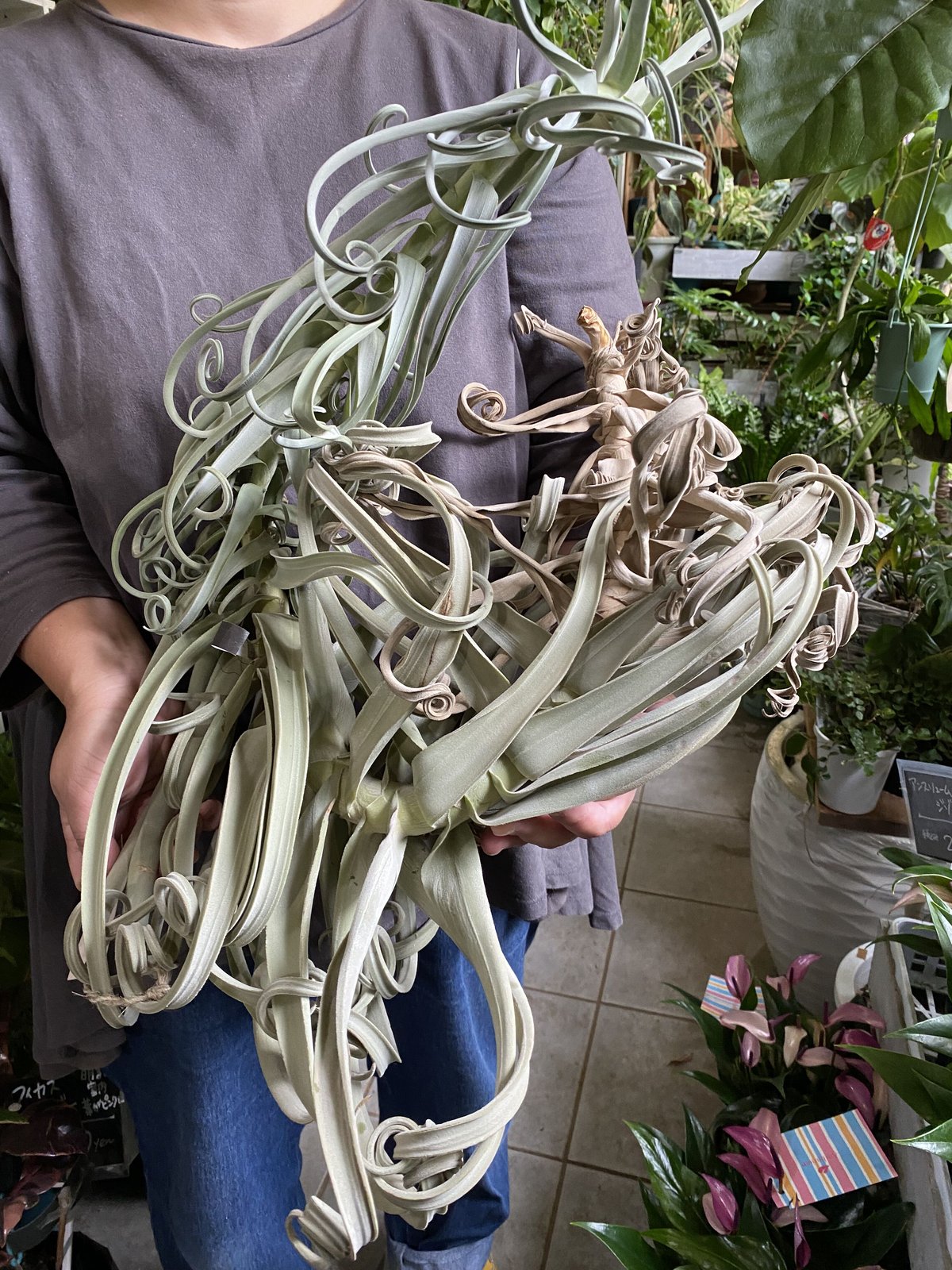 エアープランツ ドゥラティ XL 珍しい カールする葉 チランジア