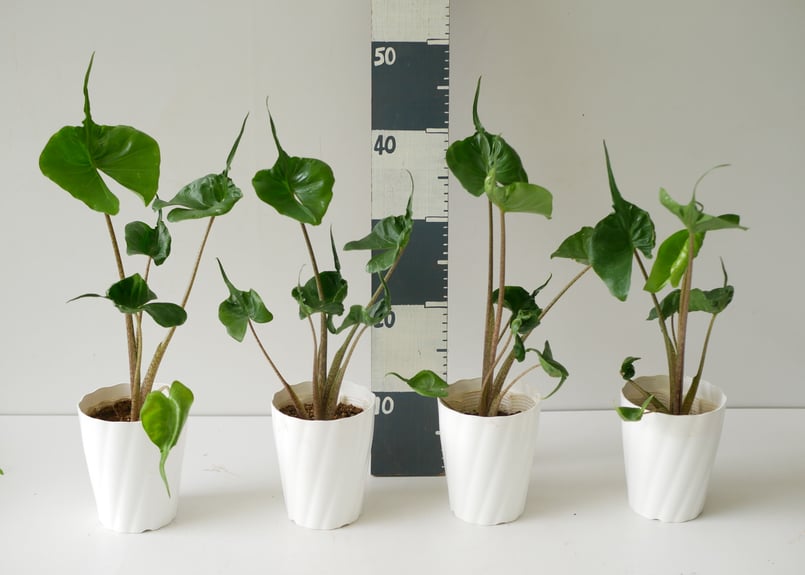 アロカシア スティングレイ Alocasia Stingray | インテリアグリーンと