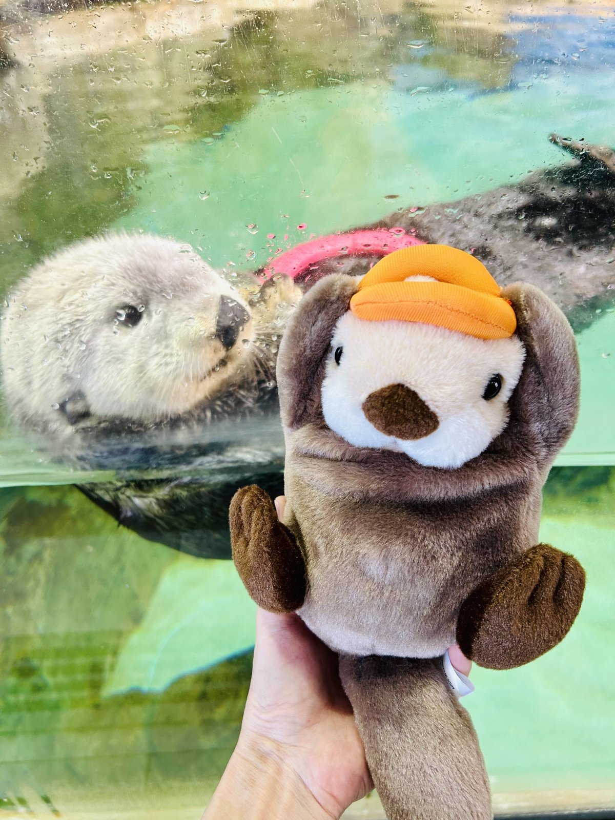 ぽちゃまる ラッコ | すいそう