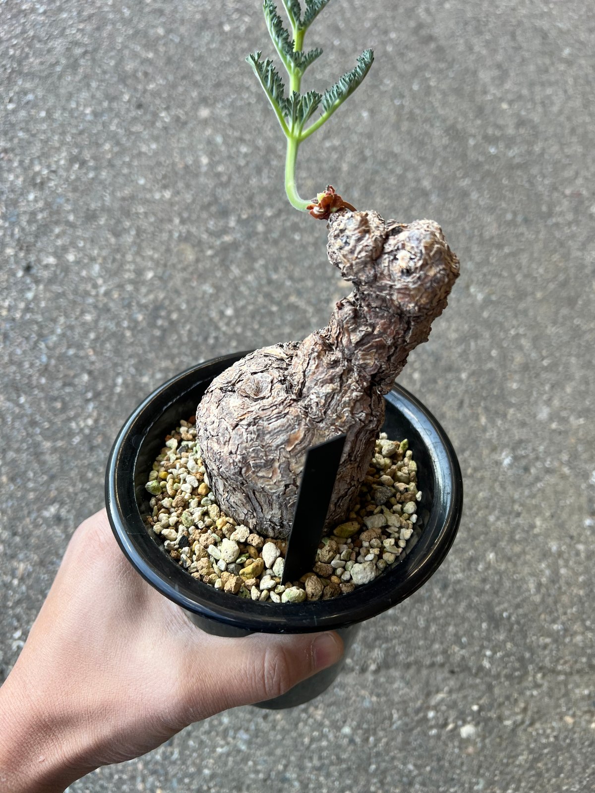 ペラルゴニウム トリステ | STELLA.PLANTS