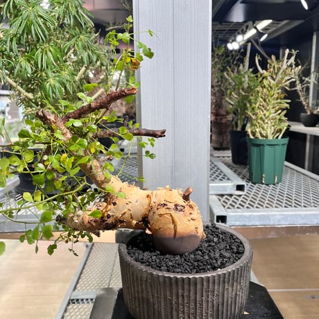 小野瀬一 | STORES