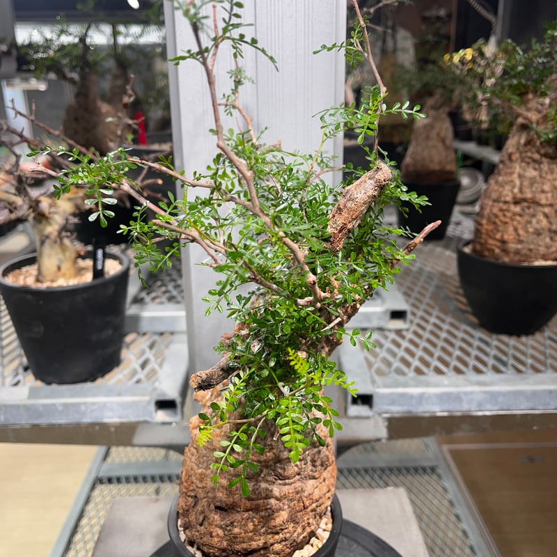 発根済み オペルクリカリア パキプス 111101】発根済 オペルクリカリア