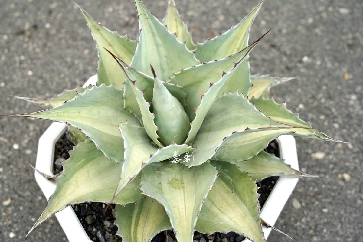 アガベ オバティフォリア アウェイクニングエンジェル t*a様 アガベ