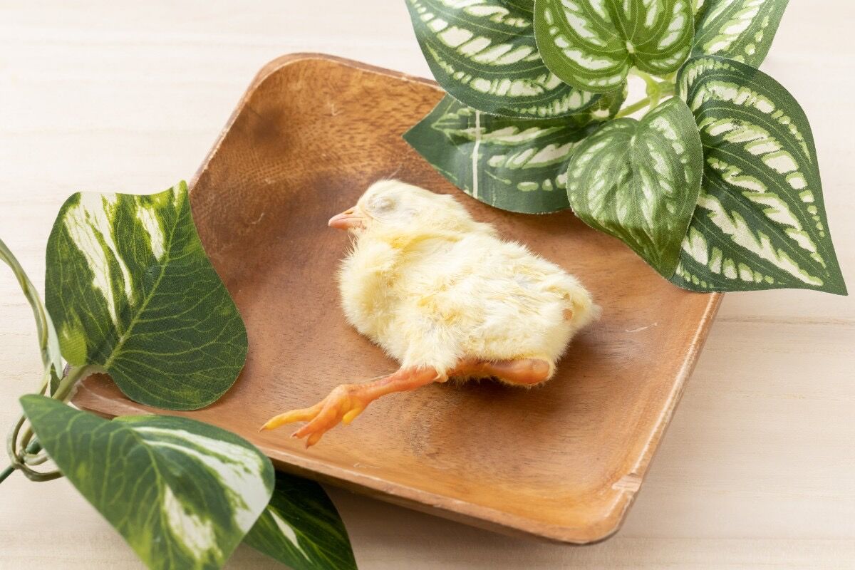 冷凍ひよこ 未処理10羽 | fukunyan'scafe mofumofu STORE