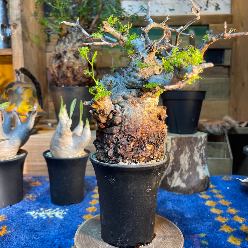 オペルクリカリア パキプス 2 | morikoro plants