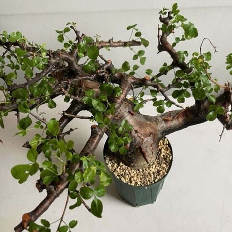 Commiphora boranensis コミフォラ ボラネンシス | Wild Fauna