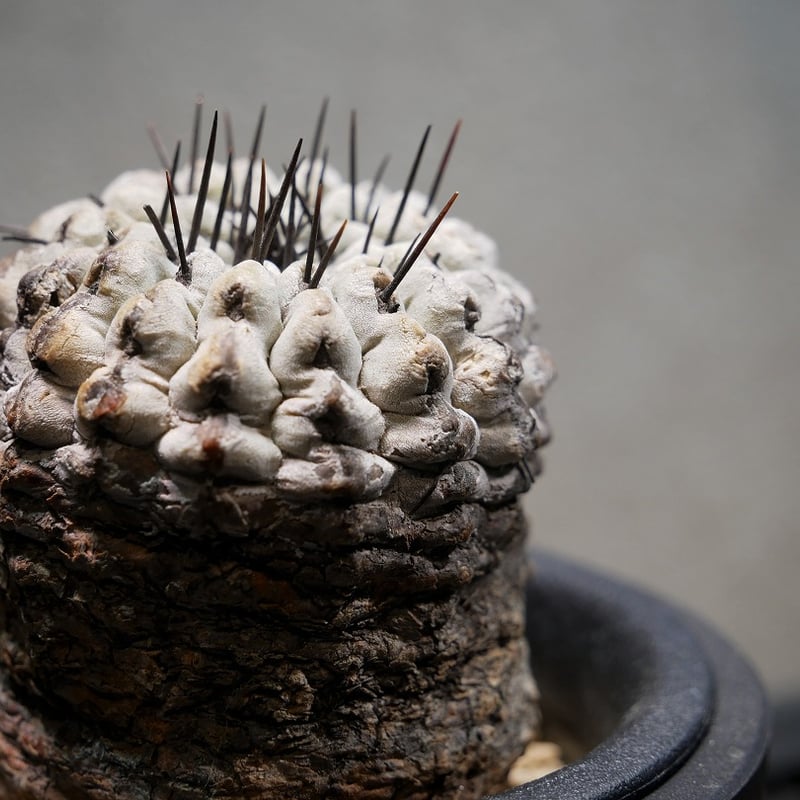 コピアポア コルムナアルバ 孤竜丸 C | Green Shop MITSUBACHI