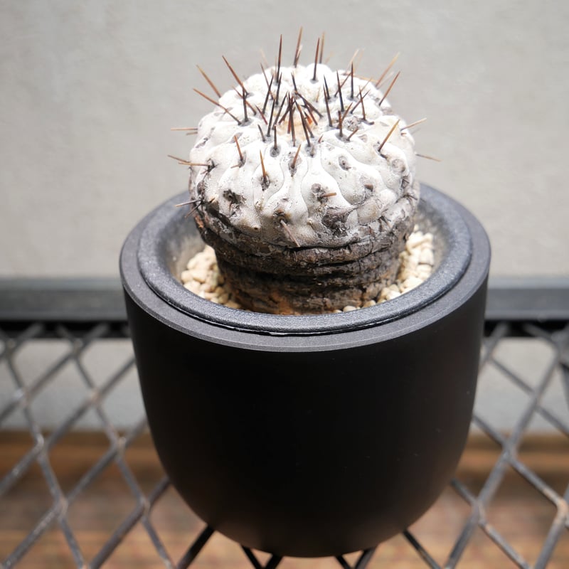 コピアポア コルムナアルバ 孤竜丸 Ⅾ | Green Shop MITSUBACHI