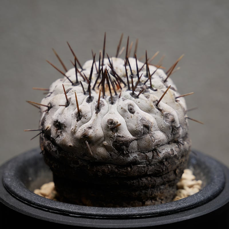 コピアポア コルムナアルバ 孤竜丸 Ⅾ | Green Shop MITSUBACHI