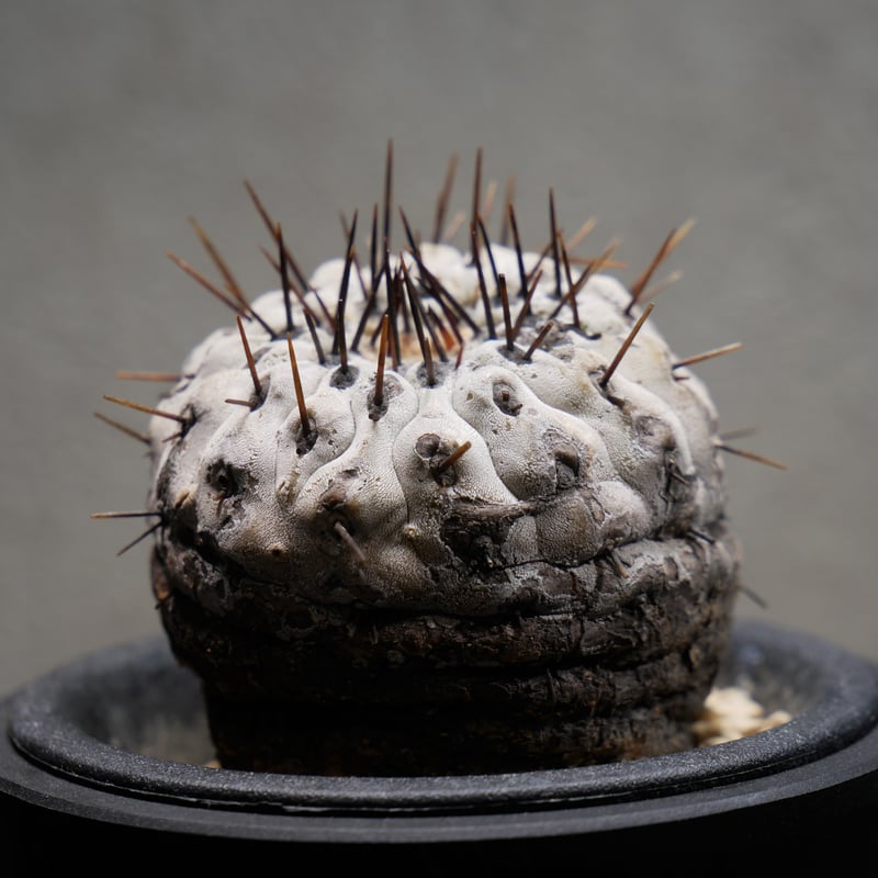 コピアポア コルムナアルバ 孤竜丸 Ⅾ | Green Shop MITSUBACHI