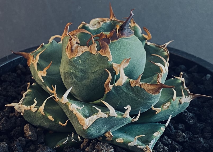 アガベ・チタノタ 魔丸-011｜agave titanota imps | Plus_Plan