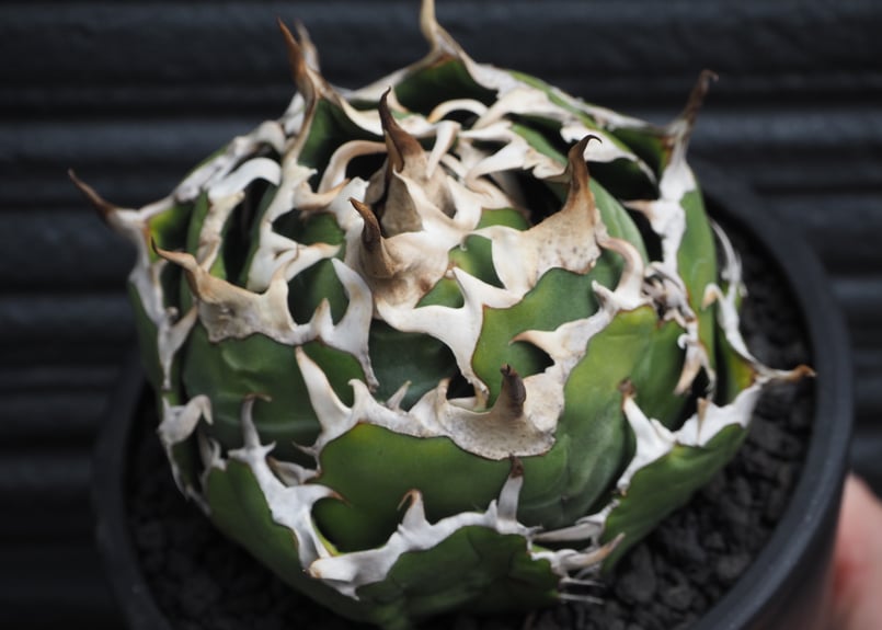 アガベ・チタノタ白鯨（ボールタイプ）中-091｜agave titanota white wh