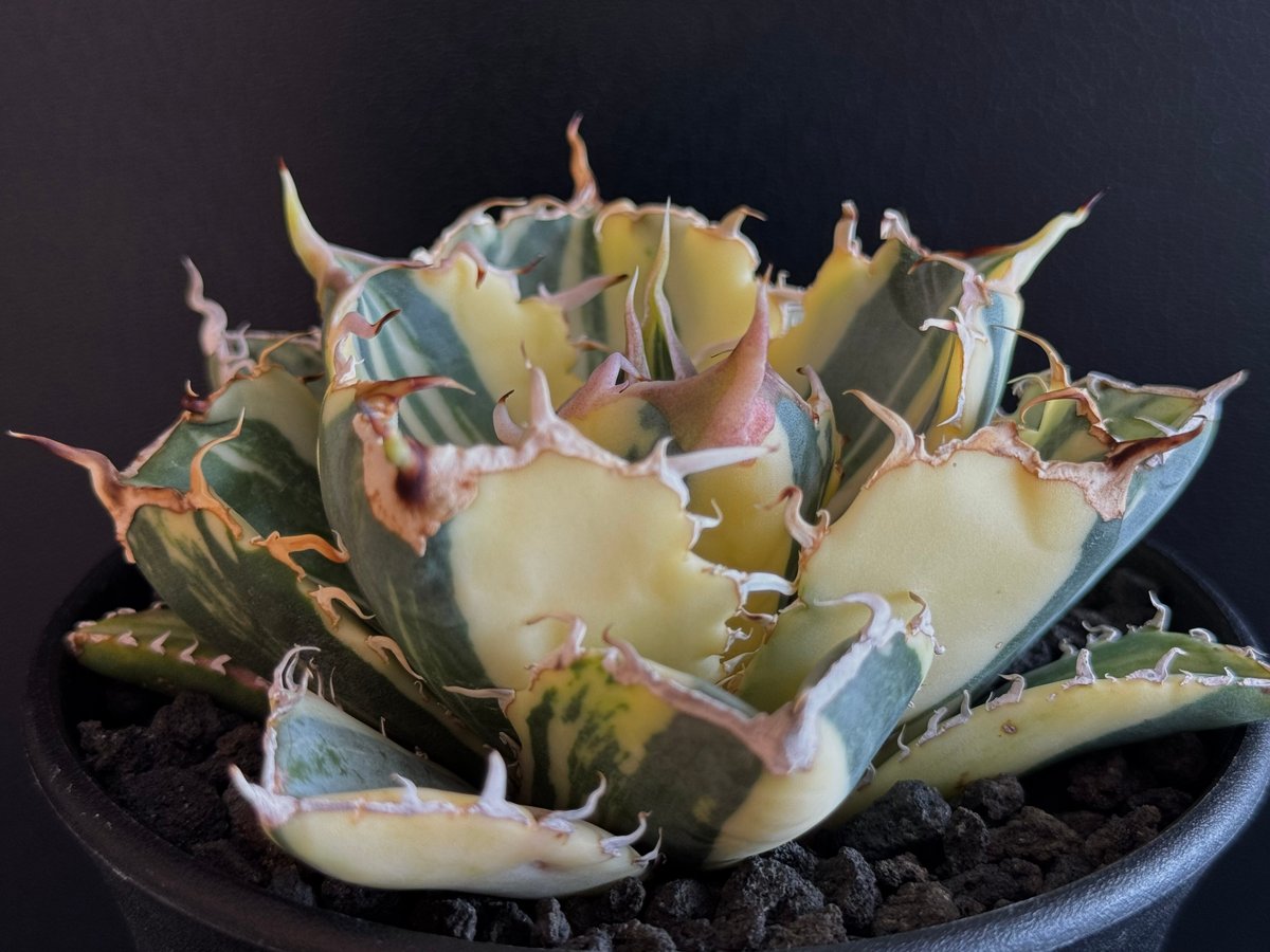 アガベ チタノタ 白鯨 白鯨錦 西瓜斑 ④ アガベ チタノタ 白鯨 白鯨錦