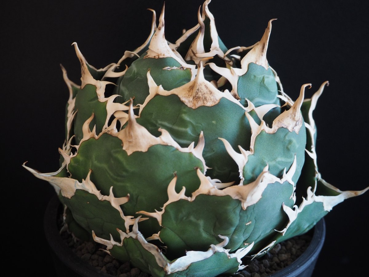アガベ・チタノタ白鯨（ボールタイプ）大-066｜agave titanota white wh