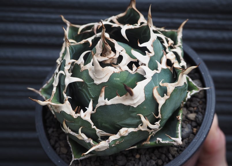 アガベ・チタノタ白鯨（ボールタイプ）中-065｜agave titanota white wh