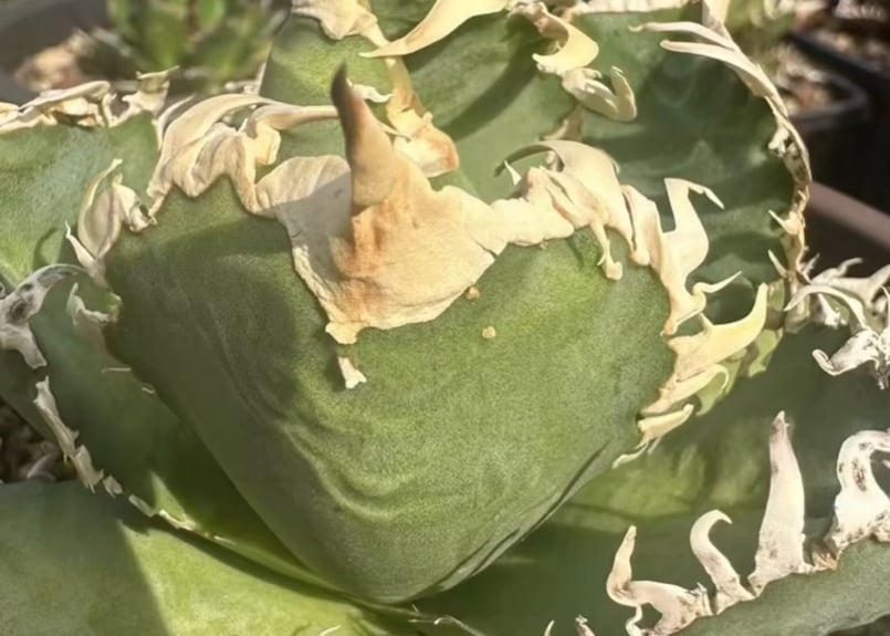 アガベ・チタノタ 白幽霊（芽）-006｜agave titanota white ghost