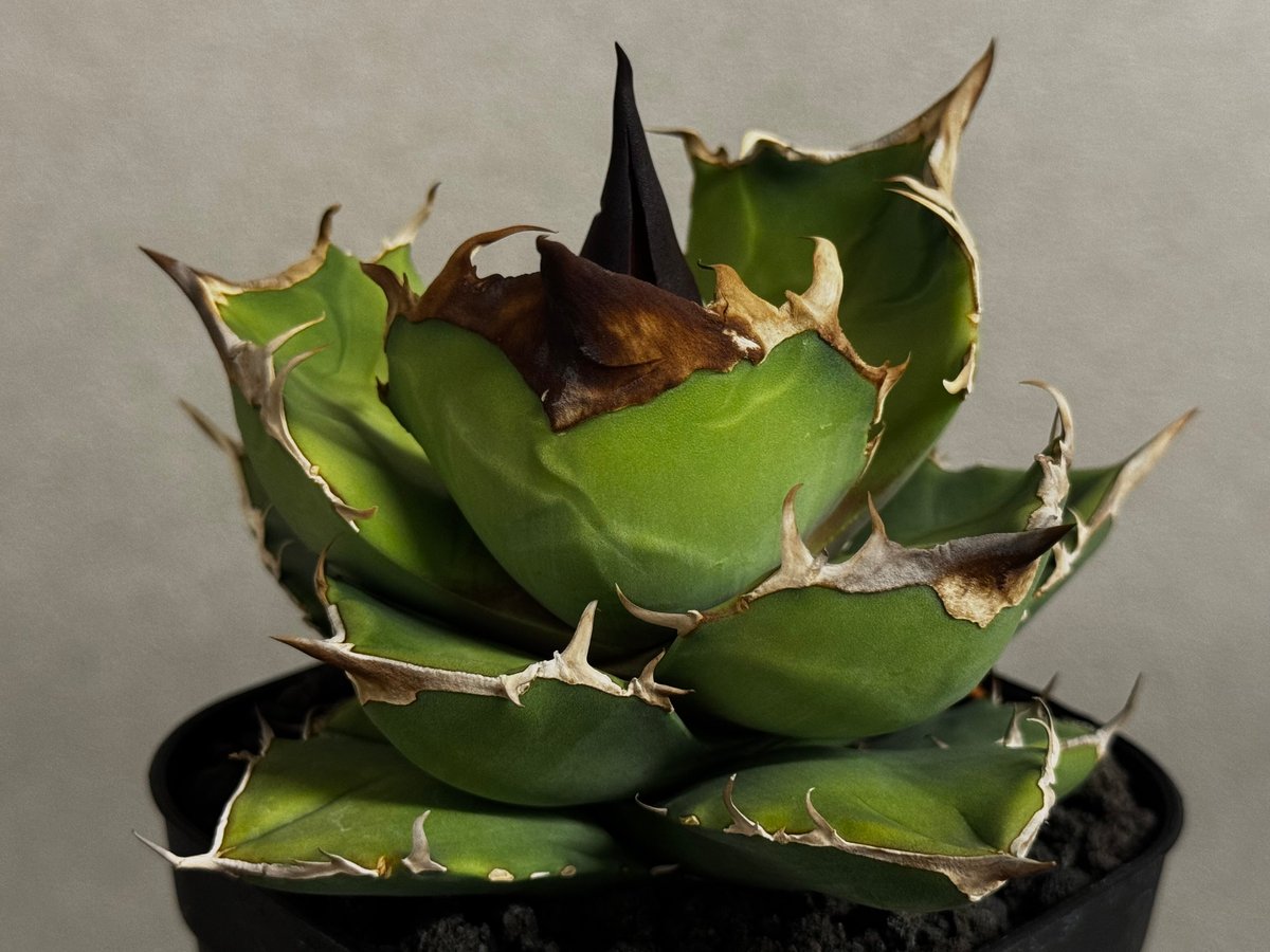 アガベ・チタノタ 白犀牛（芽）-003｜Titanota white rhino | Plus