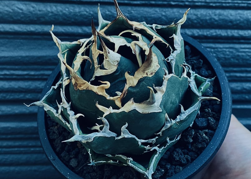 アガベ・チタノタ白鯨（ボールタイプ）中-018｜agave titanota white wh