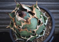 アガベ・姫蠍蟹 (小株)-004｜Agave gypsophila x isthmensis