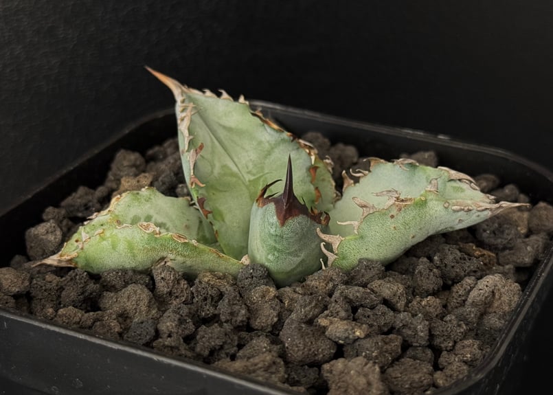アガベ・チタノタ ビースト-001（芽）｜agave titanota beast | Plu