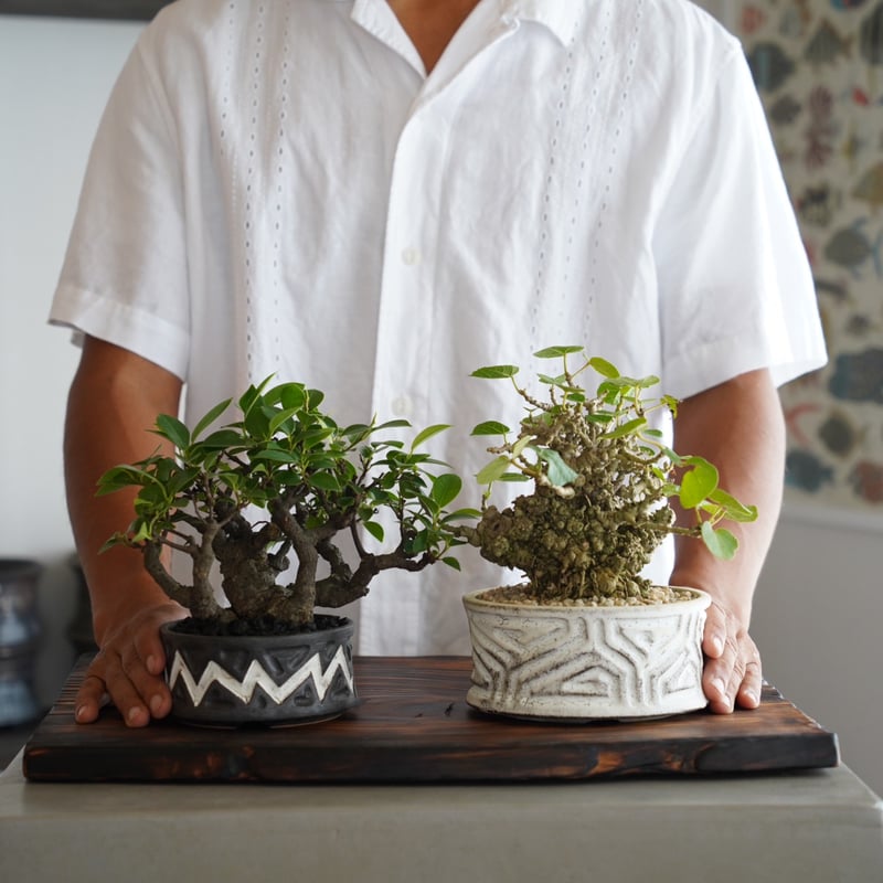 23］イボオオハマボウ Talipariti tiliaceum × 根本峻吾 作 S.N