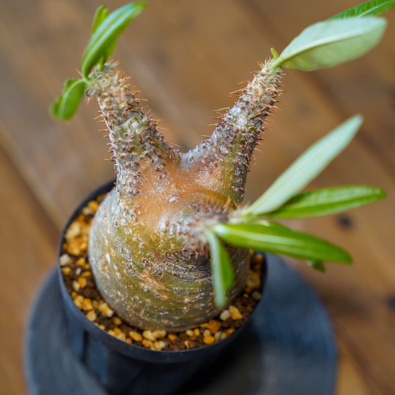 パキポディウム グラキリス-PG266 | Supervoid Caudex