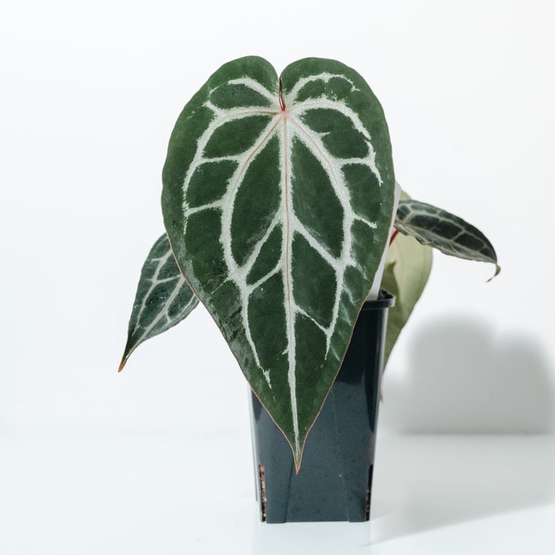 アンスリウム・ミシェル（Anthurium 'Michelle'） _250511B_6/8写