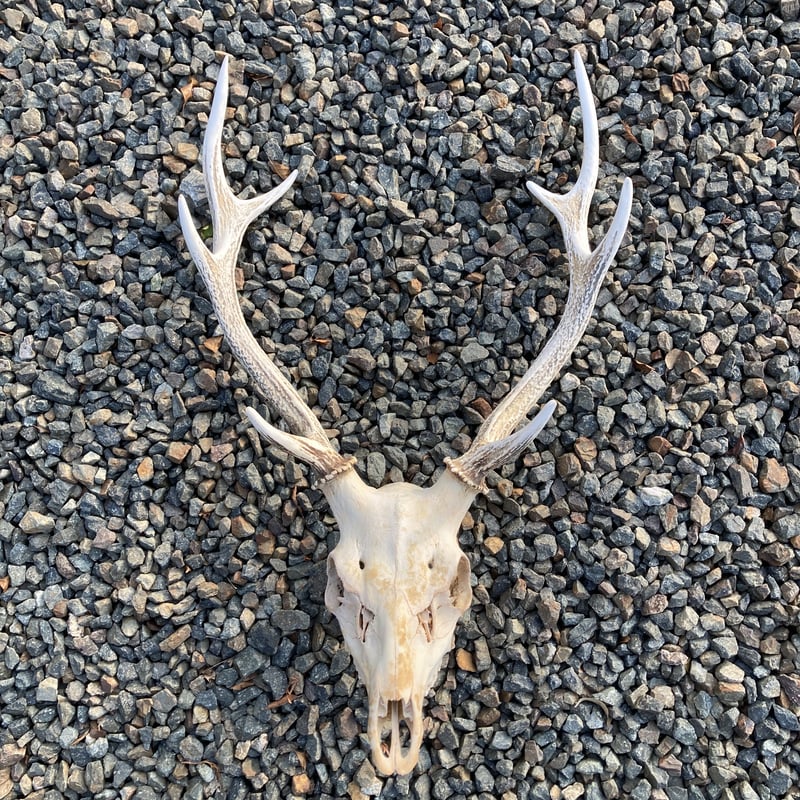 鹿／角・頭蓋骨／ハンティングトロフィー | 長州ジビエ団ECサイト
