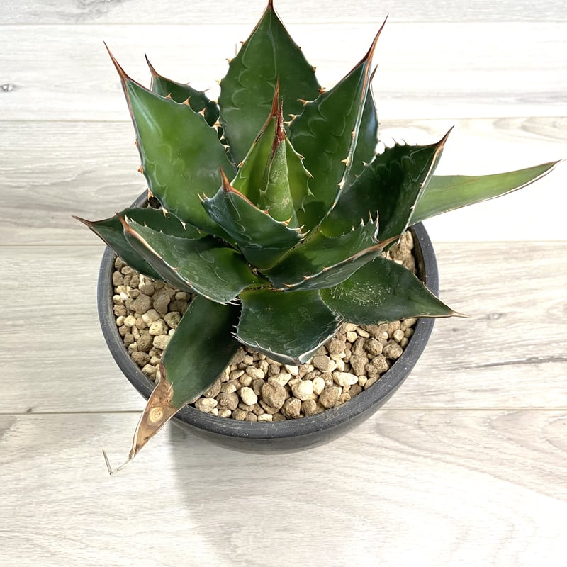 Agave montana】アガベモンタナ | ACE GARAGE 8 - BACK YA