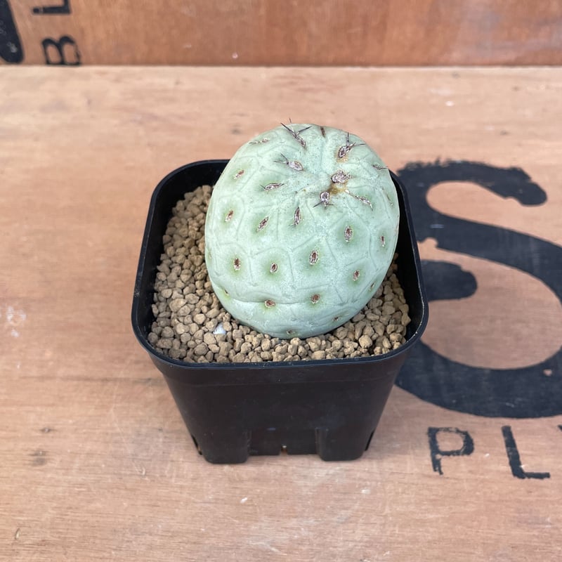 No.004 テフロカクタス ゲオメトリクス / Tephrocactus geometric