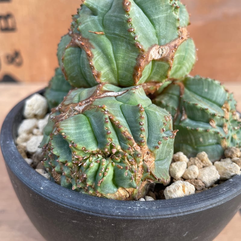 No.070 ユーフォルビア オベサ / Euphorbia Obesa モンスト 綴化 子吹
