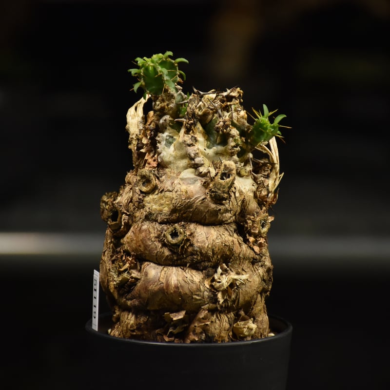 Euphorbia mlanjeana ユーフォルビア ムランジーナ 発根済現地株 I36 |