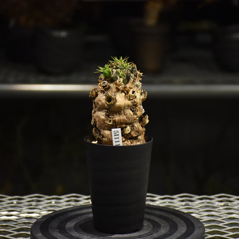 Euphorbia mlanjeana ユーフォルビア ムランジーナ 発根済現地株 I31 |