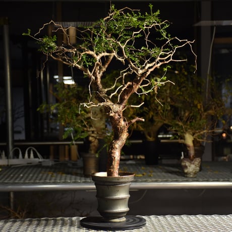 コミフォラモンストローサ | STORES