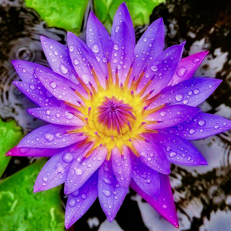 ブルーロータス Blue Lotus ドライフラワー | Chillness Lab