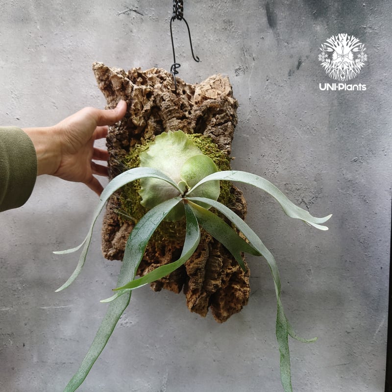 Platycerium Foongsiqi ビカクシダ フーンシキ ビカクシダコルク着生